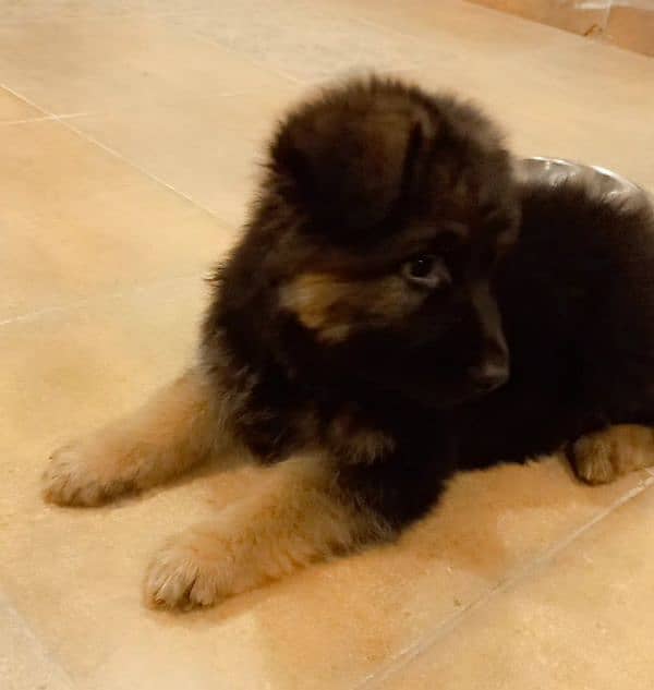heavy bone german shepherd puppy 8
