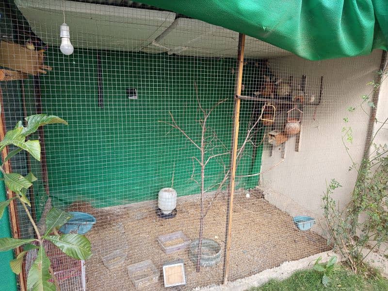 male and female best breed canary mosaiq fawn java and gouldians 9