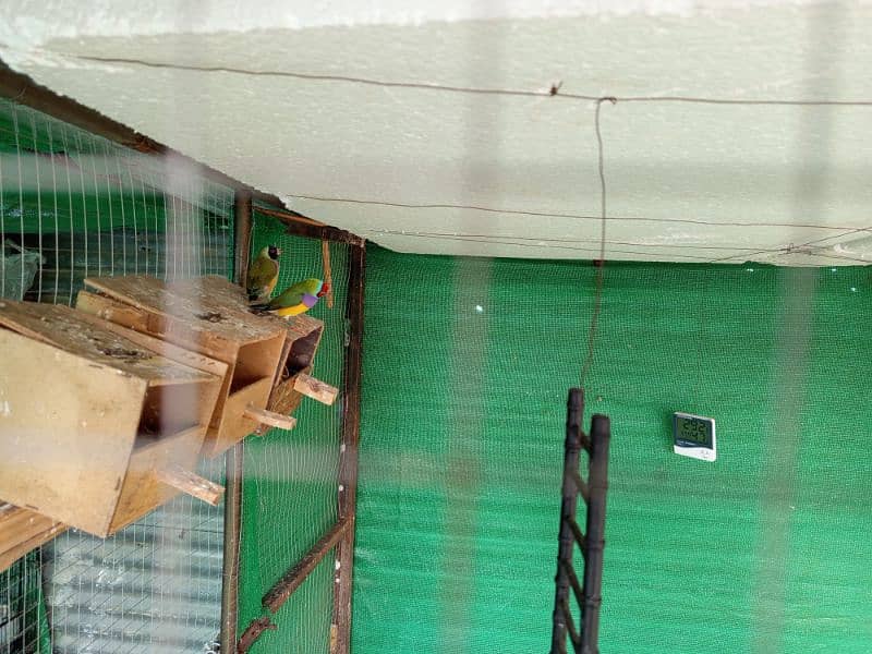 male and female best breed canary mosaiq fawn java and gouldians 10