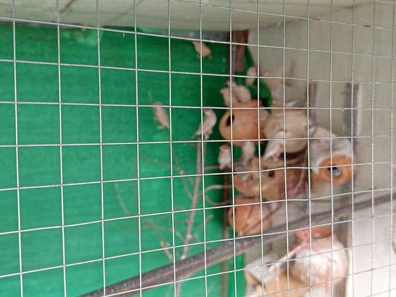 male and female best breed canary mosaiq fawn java and gouldians 14