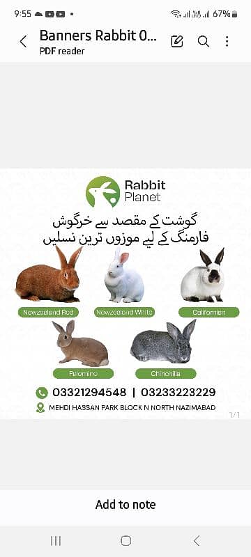 bakri | Goat feed  | Rabbits feed | white rabbits |Newzealand rabbits 3