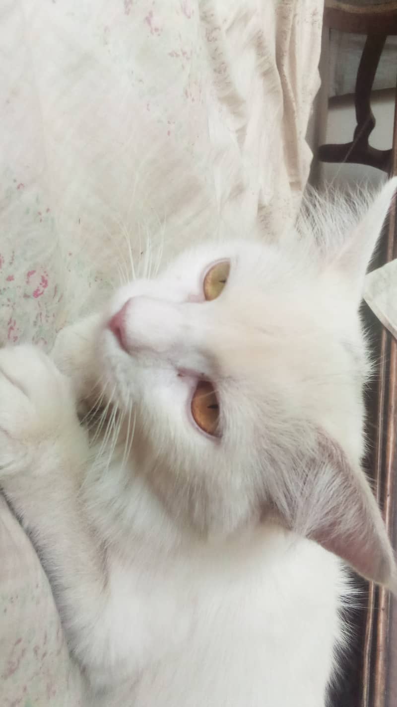 Cat for sale 1