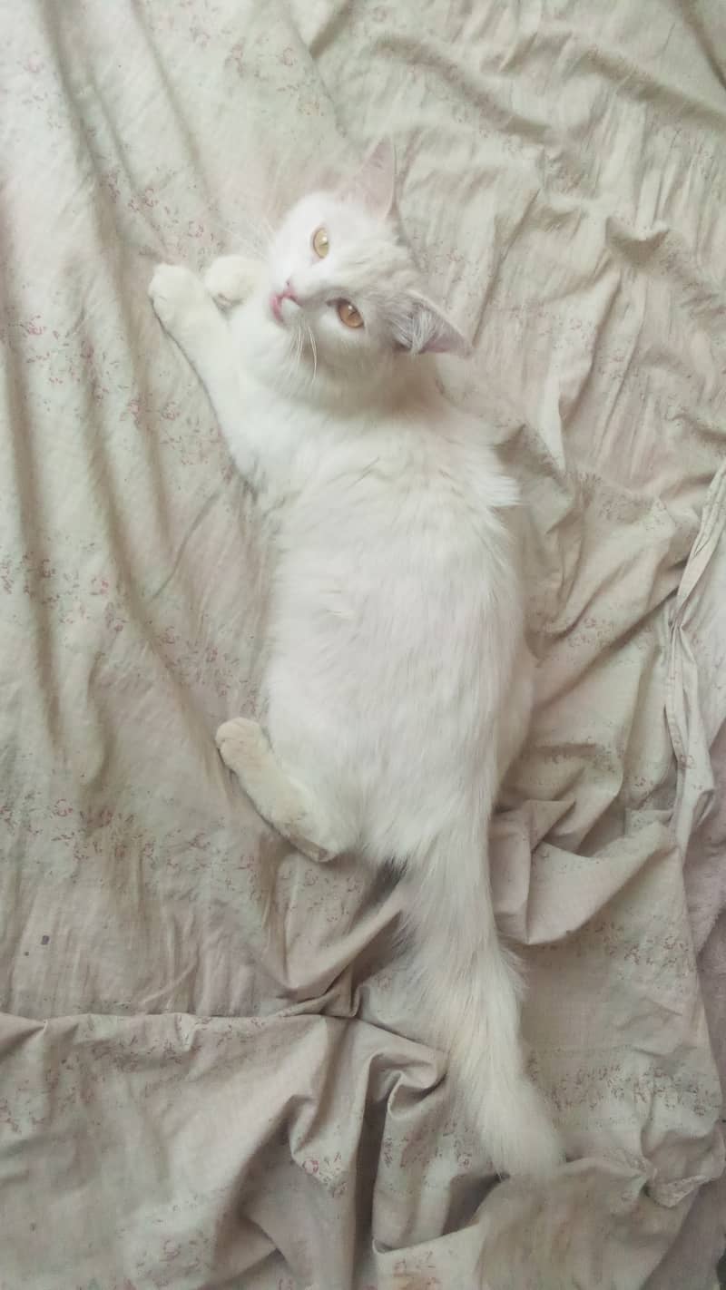 Cat for sale 2