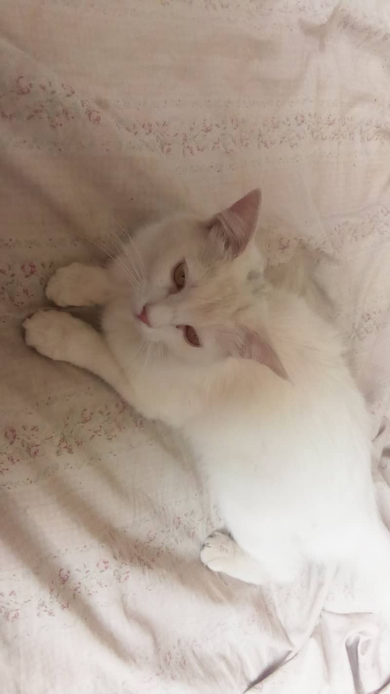 Cat for sale 3