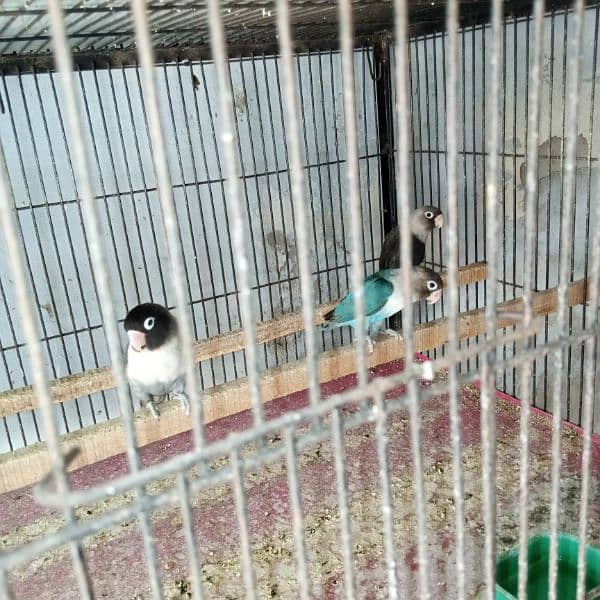 love birds breeder 3