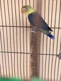 love bird