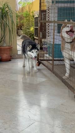 female husky