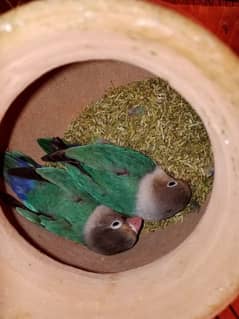 Micropsittini Lovebirds