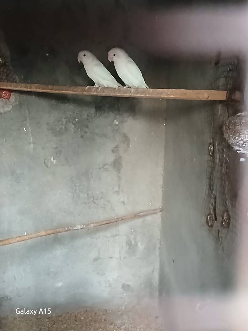 Alibo split red eyes pair with chick's 1 red eyes breeder males 0