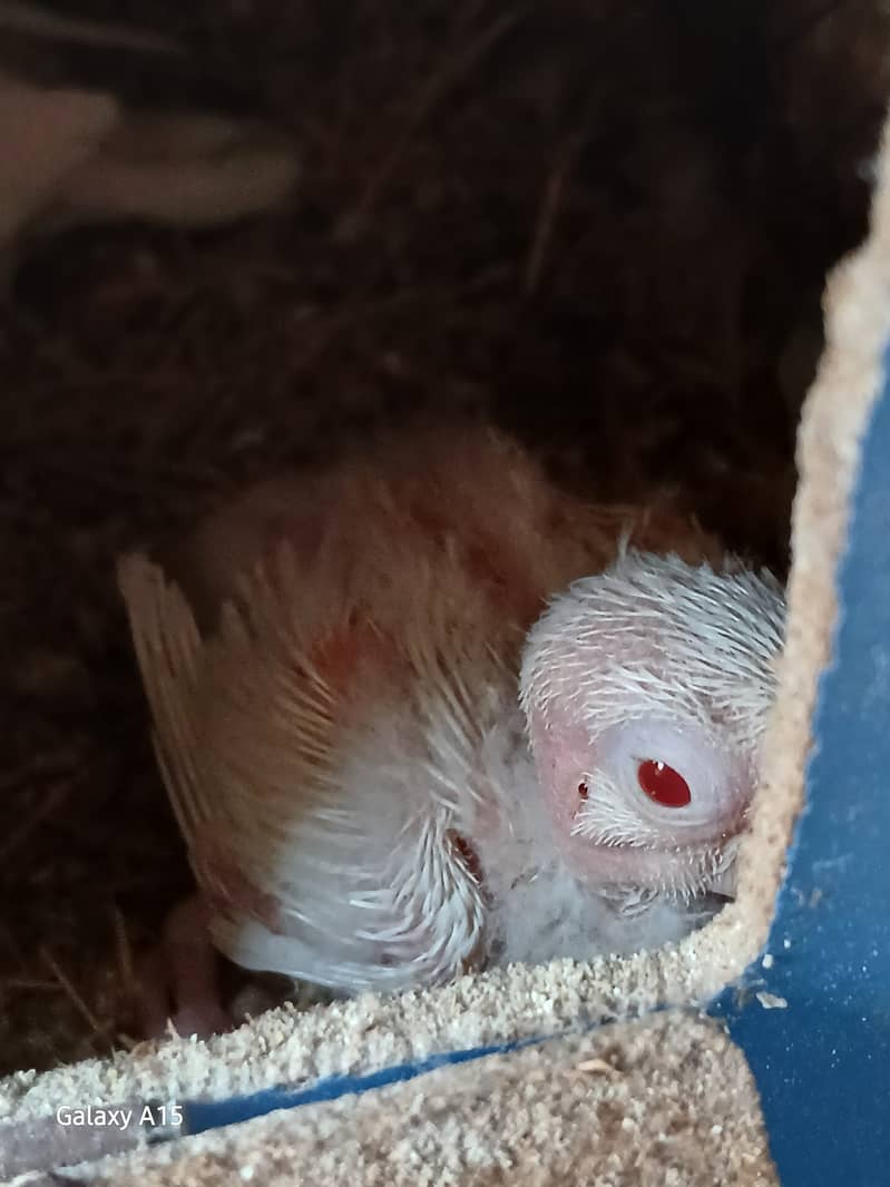 Alibo split red eyes pair with chick's 1 red eyes breeder males 1