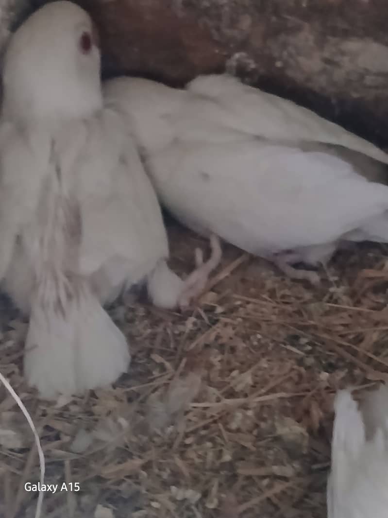 Alibo split red eyes pair with chick's 1 red eyes breeder males 2