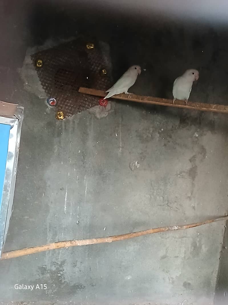 Alibo split red eyes pair with chick's 1 red eyes breeder males 3