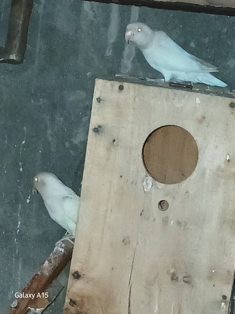 Alibo split red eyes pair with chick's 1 red eyes breeder males 4