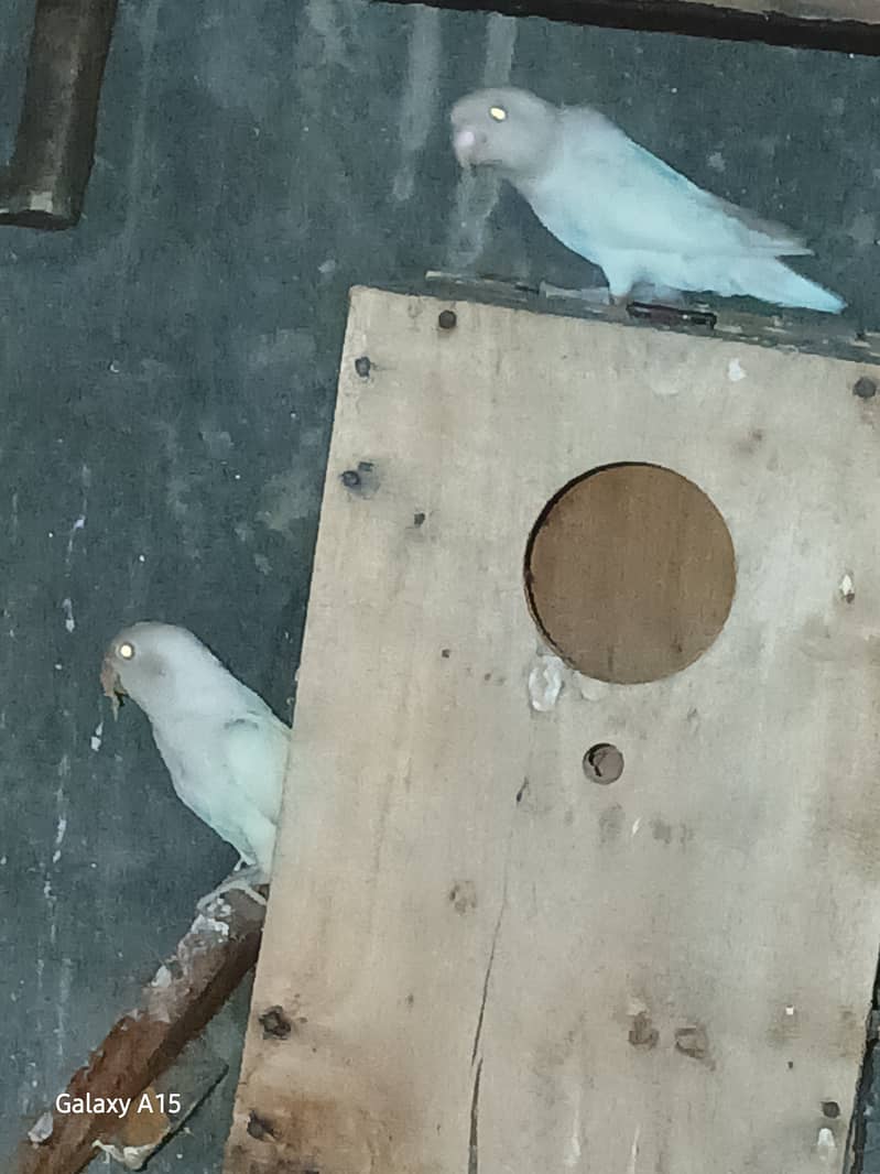 Alibo split red eyes pair with chick's 1 red eyes breeder males 5