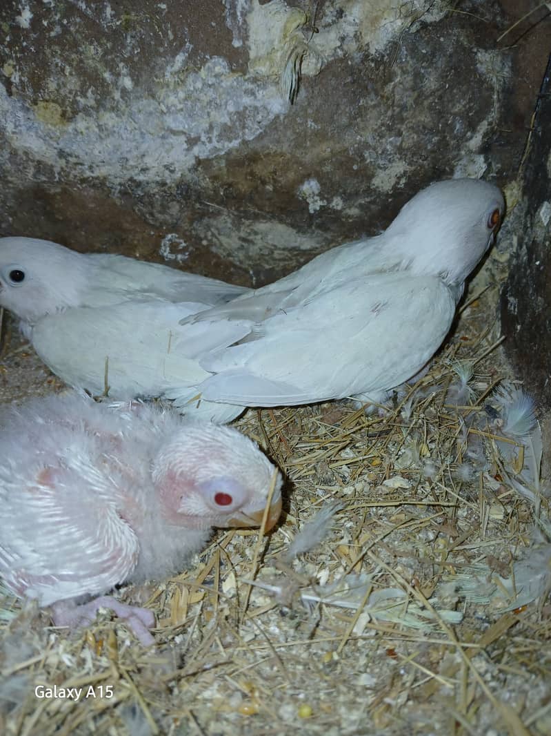 Alibo split red eyes pair with chick's 1 red eyes breeder males 6