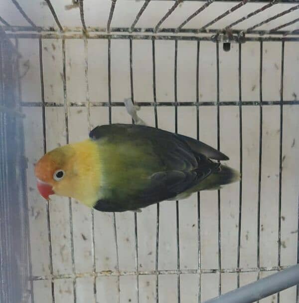 parblue oplines / blue 2 split ino pairs Breeders 1