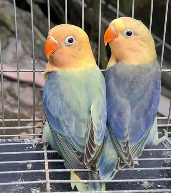 parblue oplines / blue 2 split ino pairs Breeders 4