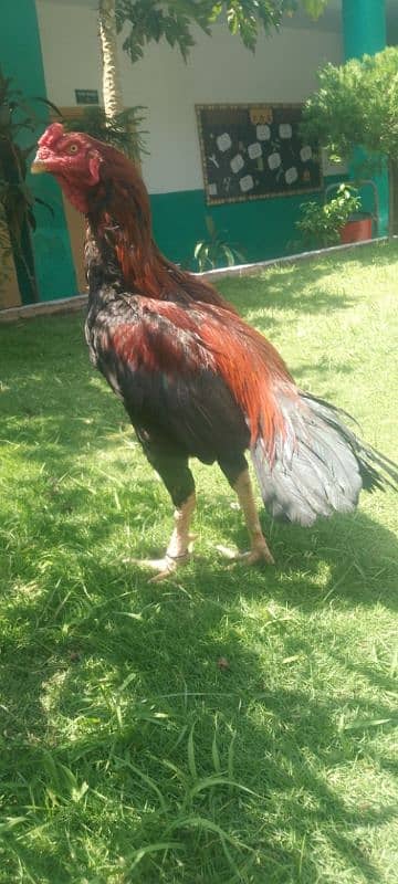 quality long height Sindhi  murga for sale Sirf leny Waly rabta krain 0