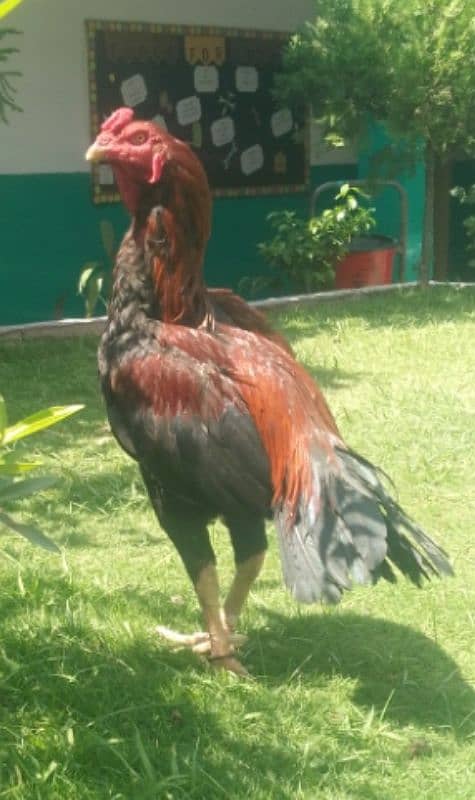 quality long height Sindhi  murga for sale Sirf leny Waly rabta krain 1