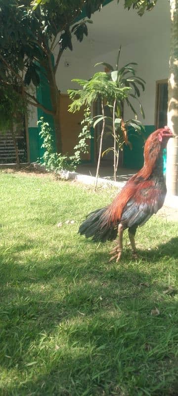 quality long height Sindhi  murga for sale Sirf leny Waly rabta krain 5