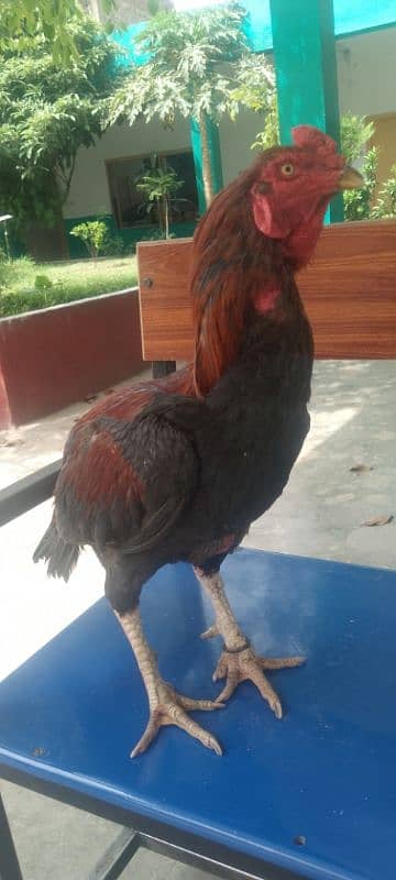 quality long height Sindhi  murga for sale Sirf leny Waly rabta krain 6