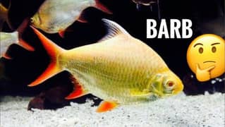 Pacu