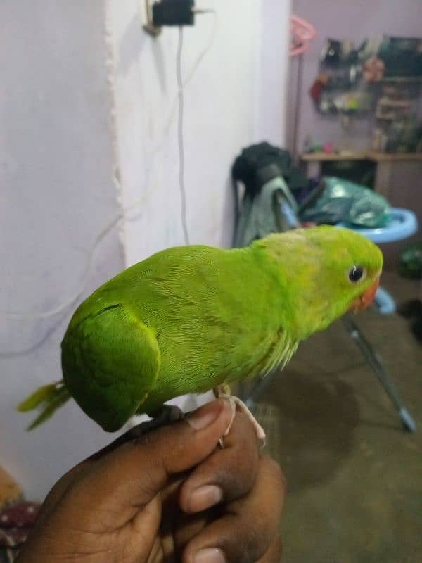 baby parrot 1