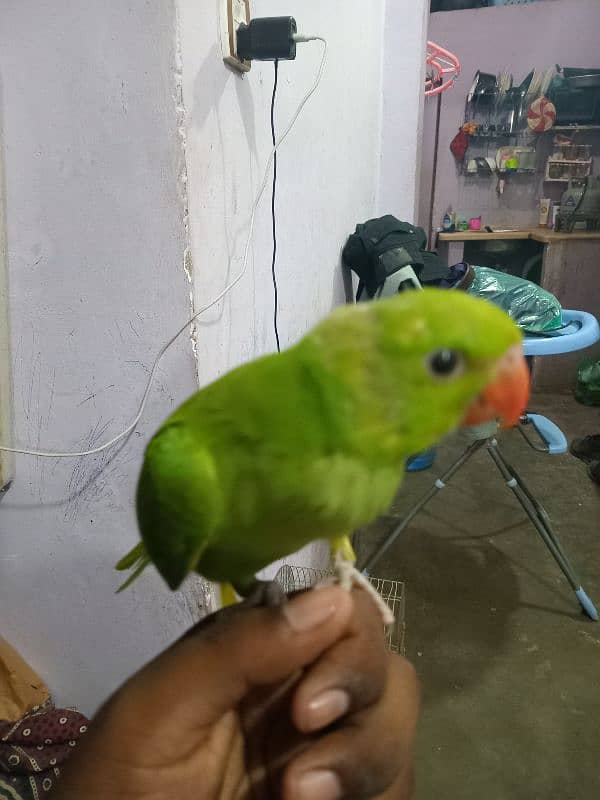 baby parrot 2
