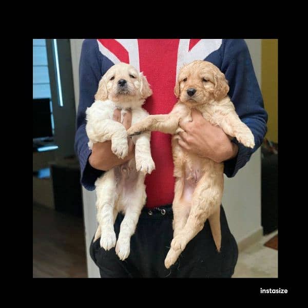 Golden Retriever Pedigreed Pups 0
