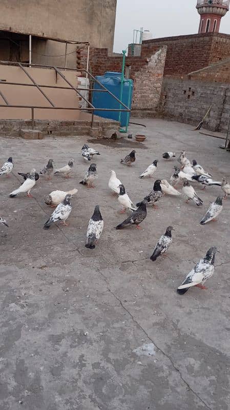 high quality pigeon high flying and active health 0