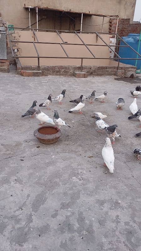 high quality pigeon high flying and active health 1