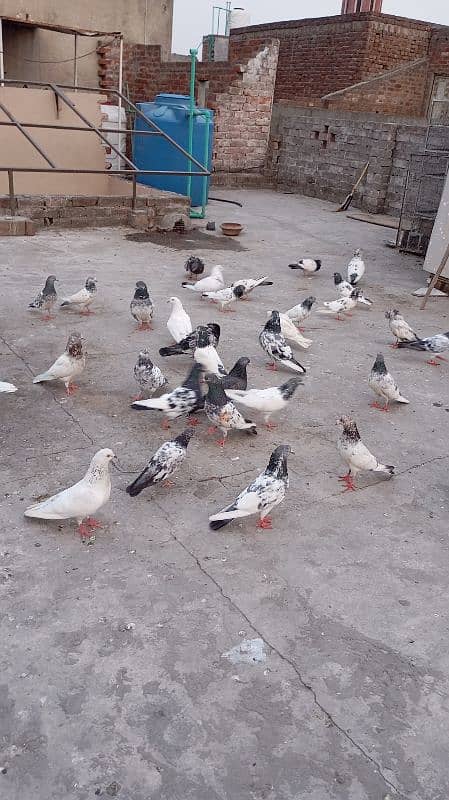 high quality pigeon high flying and active health 2