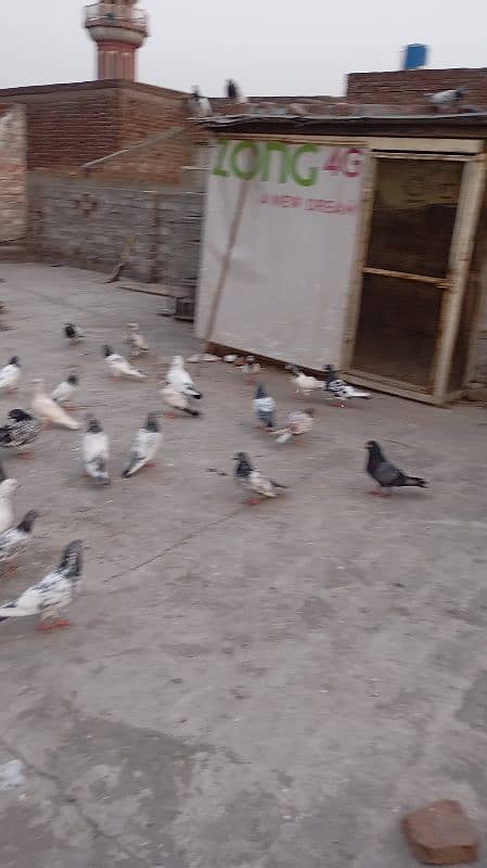 high quality pigeon high flying and active health 3