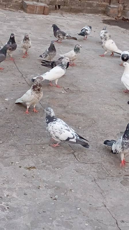 high quality pigeon high flying and active health 5