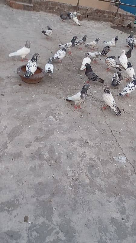 high quality pigeon high flying and active health 6