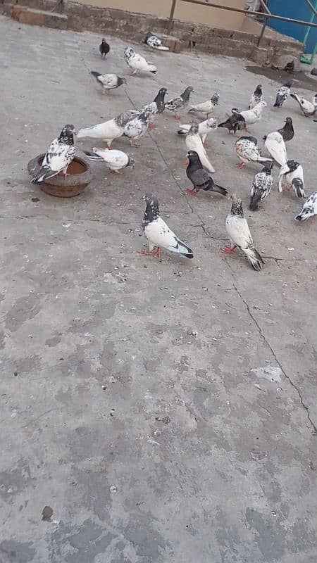 high quality pigeon high flying and active health 7