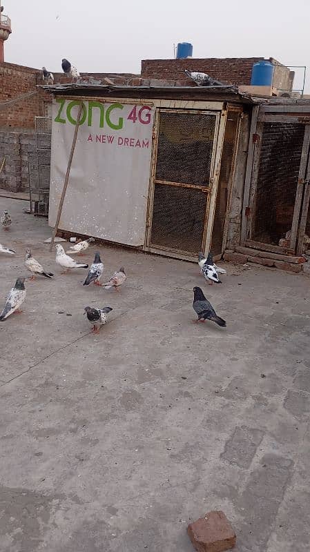 high quality pigeon high flying and active health 8