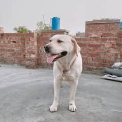 Labrador (pedigree)