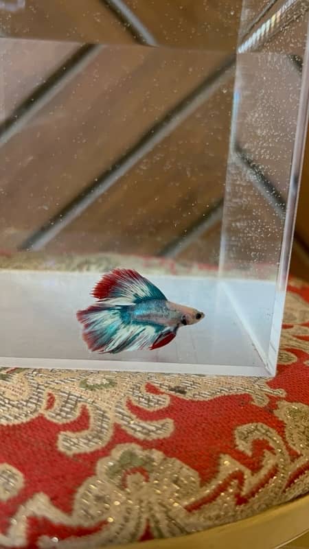 exotic betta fish and normal betta fish available 9