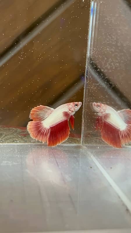 exotic betta fish and normal betta fish available 5