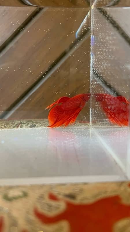 exotic betta fish and normal betta fish available 10