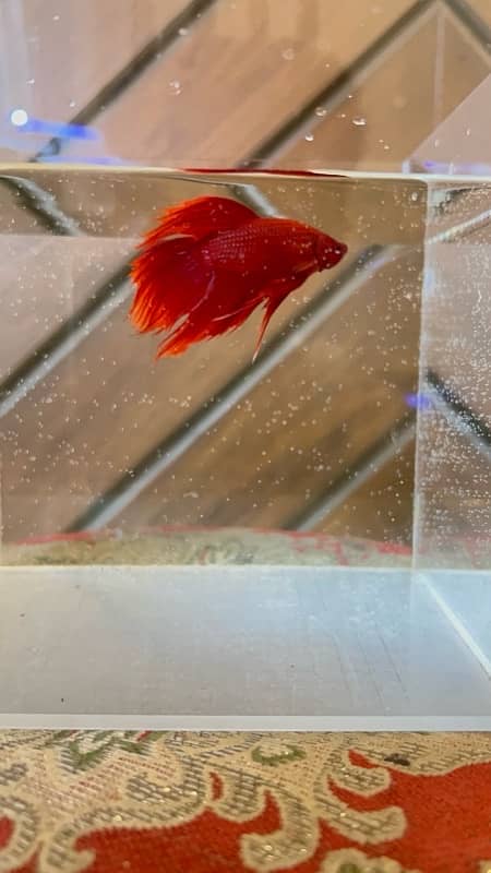 exotic betta fish and normal betta fish available 11