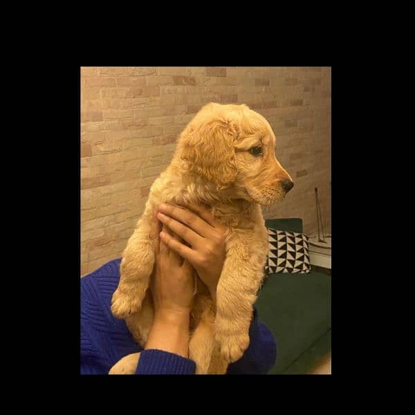 Golden Retriever Pedigreed Pups 0