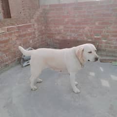 Labrador