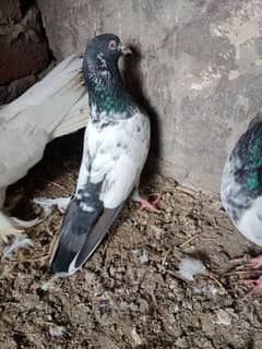 very good berder pair pure
