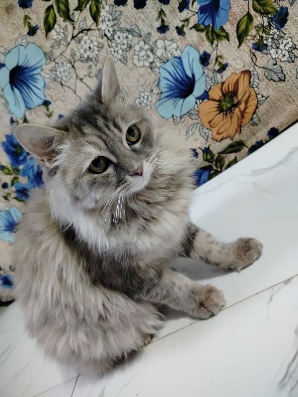 10 month female cat sale 0