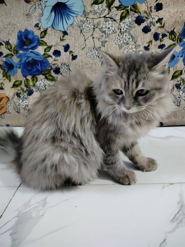 10 month female cat sale 1
