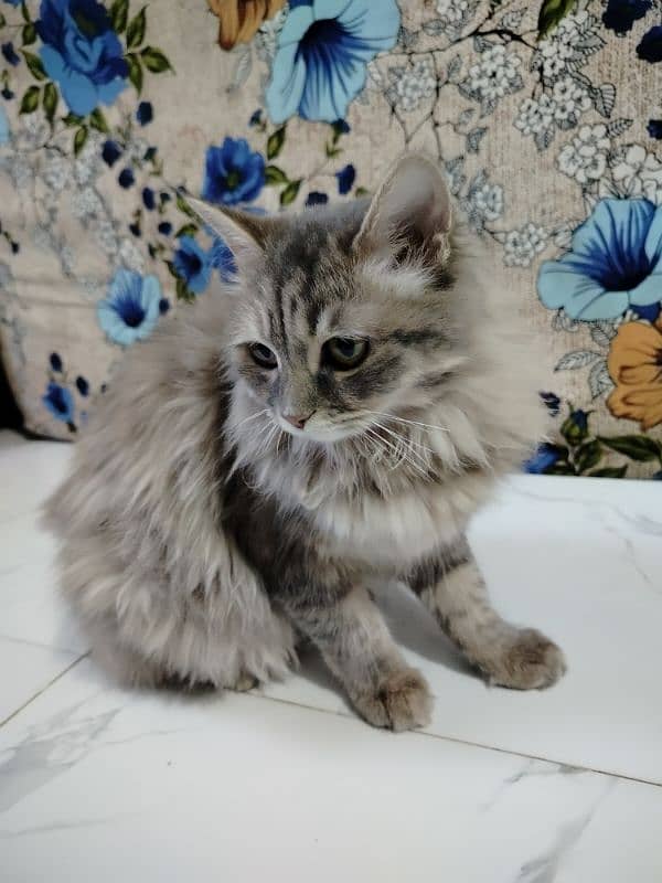 10 month female cat sale 2