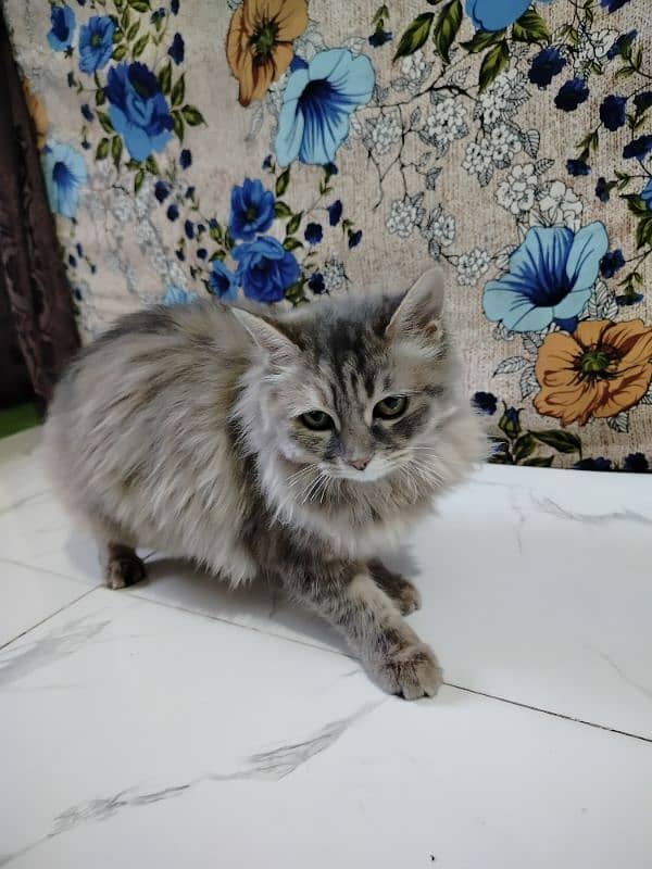 10 month female cat sale 3