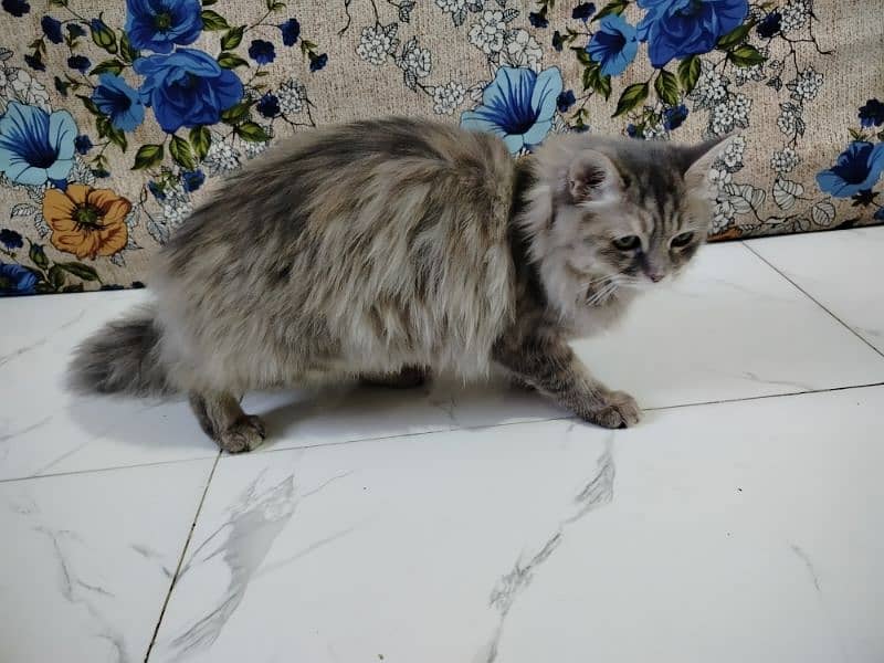 10 month female cat sale 4